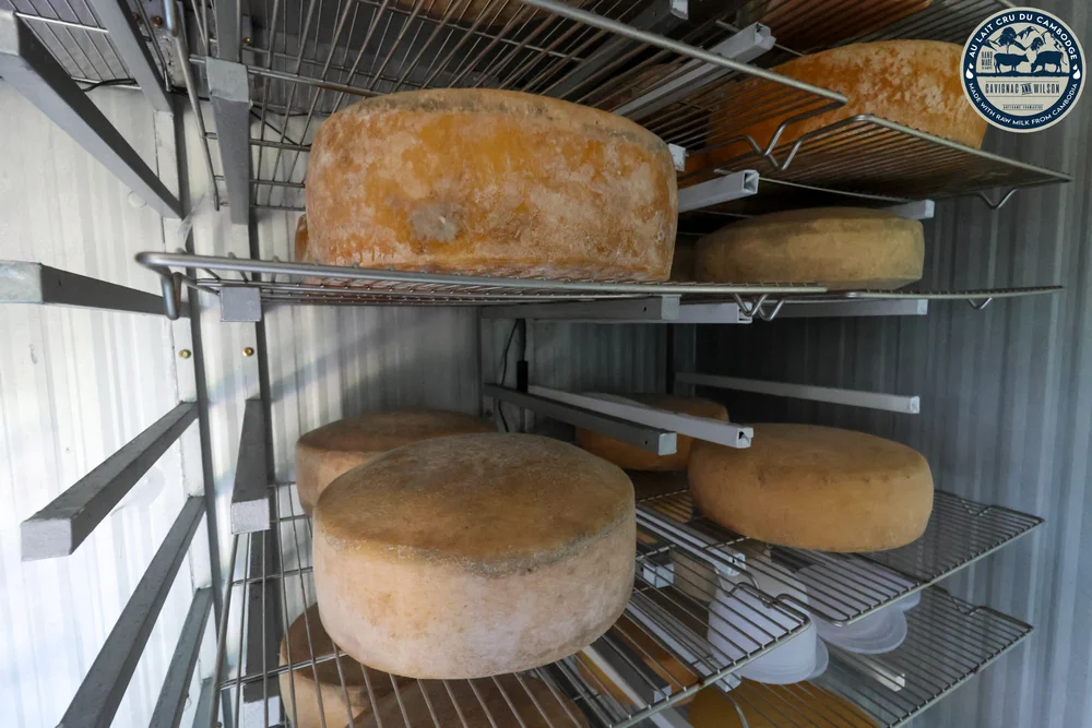 Tomme Bokor - Cavignac & Wilson Fromage Cambodge